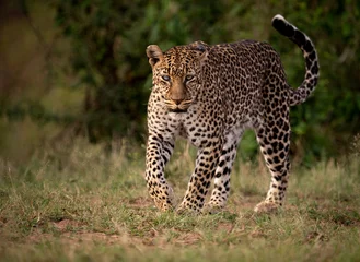 Deurstickers Een luipaard in Afrika © Harry Collins