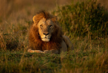 A Male Lion in Africa 