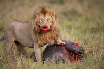 A male lion with a bloody face in the Masai Mara, Africa