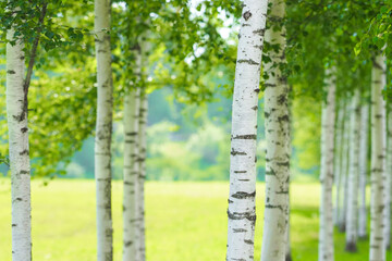 Birch forest in sunlight in the morning. Betula