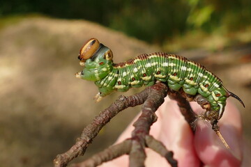 Close-up of a green, brown, yellow pine hawk-moth caterpillar (Sphinx pinastri) with its orange head on a piece of wood. Deister forest, near Lauenau, northern Germany in September.