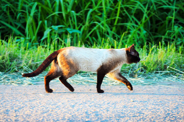 Free Thai or Siamese cat walks in the summer road, sunset, green grass as background