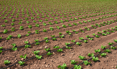 planting of lettuce with drip irrigation