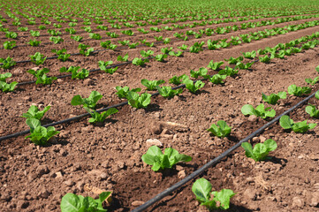 planting of lettuce with drip irrigation