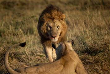 A male lion in Africa 