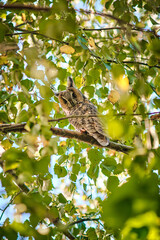 Waldohreule sitz in einer Birke und schaut in die Kamera