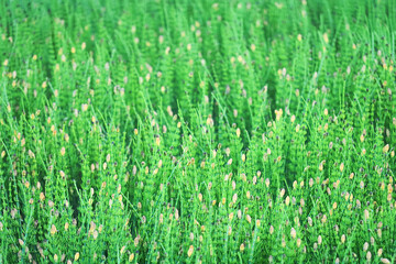 Landscape bog, green background. Fertile shoots of equisetum arvense, field horsetail