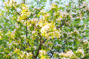 Light pink flowers of apple trees, spring landscape. Spring bloom apple in the garden