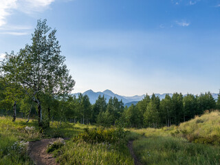 forest in the mountains