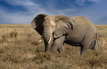 Fototapeta na wymiar An Elephant in Africa