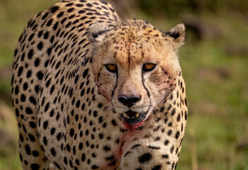 A Cheetah in Africa 