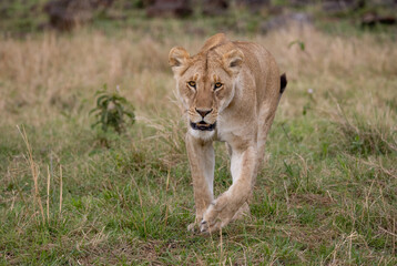 Naklejka premium A lioness on the hunt in Africa 