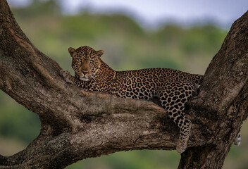 Plakat A Leopard in a Tree in Africa
