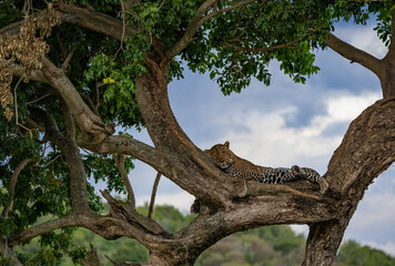 A leopard sleeping in a tree