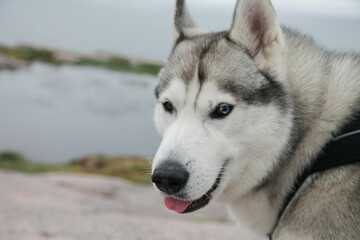 Fototapeta premium A dog on a journey against the backdrop of northern nature