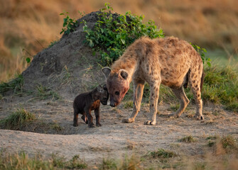 A Hyena Mom and Cub in Africa 