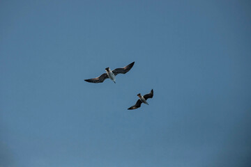 A seagull is high in the sky. Wild birds.