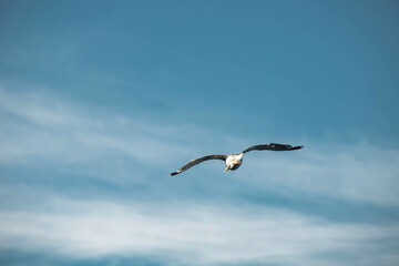 A seagull is high in the sky. Wild birds.