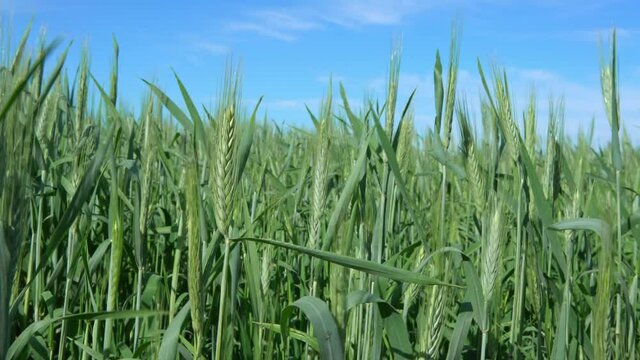 Beautiful Ripening crop of green wheat landscape at rural countryside Spain. Wheat ears growing in an agricultural field farm at sun day. Unripe cereals. Concept of healthy eating and organic food-Dan