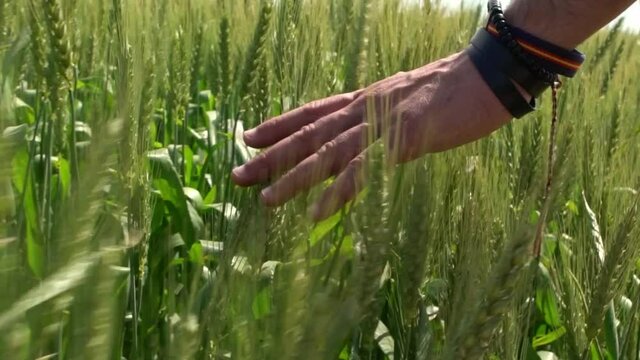 Hand of a spanish man touching ripening wheat ears in early summer. Beautiful ripening crop of green wheat landscape at rural countryside Spain. Unripe cereals an agricultural field farm-Dan
