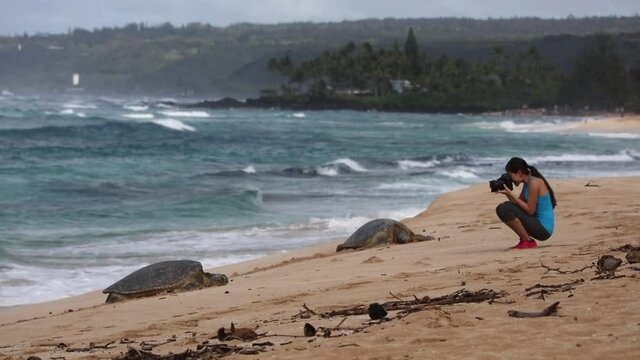 Photographer by Hawaii Sea Turtle. Tourist woman on vacation taking photo of Hawaiian sea turtle resting in beach sand on Oahu, Hawaii, USA.