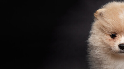 Obraz premium Cute cream red Pomeranian Spitz looking at the camera on a black background. half muzzle view A red haired pet with black beady eyes is posing. Close up face portrait. Banner