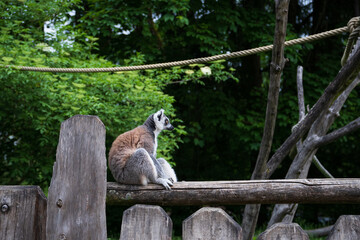 Katta , Lemur catta sitzt auf Holz