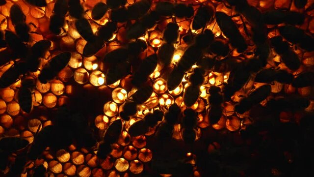 Silhouette of bees inside the beehive. Honeycomb close up. Honey Bee colony in hive macro. Detailed shot within a hive in a honeycomb, wax cells with honey and pollen. Honey in combs. Slow motion.