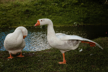 White geese do gymnastic exercises on the river bank. High quality photo