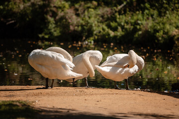 Three white swans clean feathers on the river bank. High quality photo