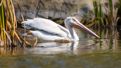 American White Pelican juvenile bird swimming in a pond wetland habitat. Canadian wildlife photography