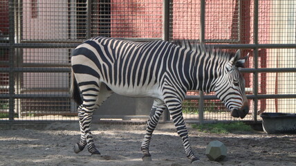 zebra at zoo