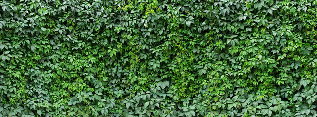 hedge ivy background. foliage of green plants - obrazy, fototapety, plakaty