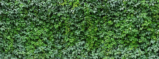Foto op Canvas haag klimop achtergrond. gebladerte van groene planten © dmitr1ch