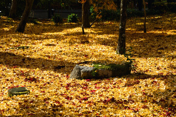 いちょうの黄色い絨毯