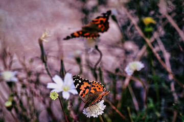 butterfly on a flower