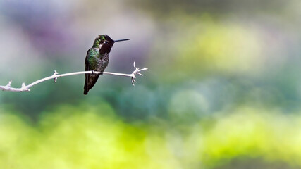 hummingbird on a branch