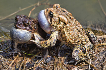 frogs