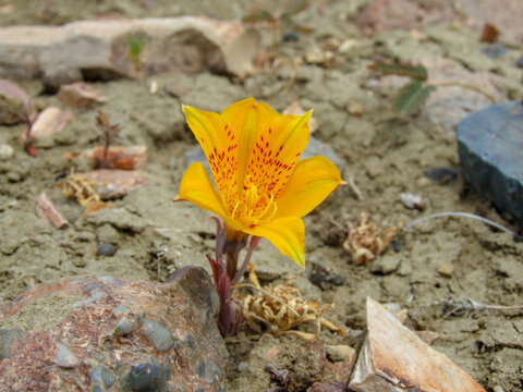 Amancay (Alstroemeria patagonica), yellow flower of patagonian steppe