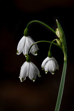 snowdrop flower isolated on black