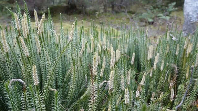 The long stalks of the stiff clubmoss plants with the white tip flowers in the forest in Estonia