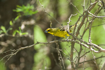 Yellow Cardinal, Gubernatrix cristata, Endangered species in La Pampa, Argentina