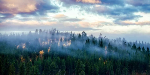 Fotobehang Mistig bos grote tepels