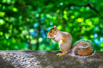 Wild Red Squirrel