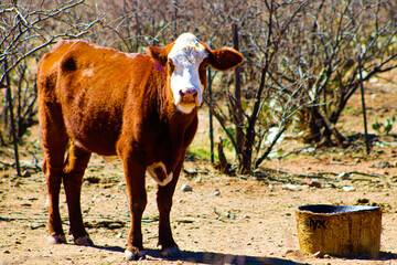 Lonesome cow found on the side of the road while exploring the roads of Arizona. 