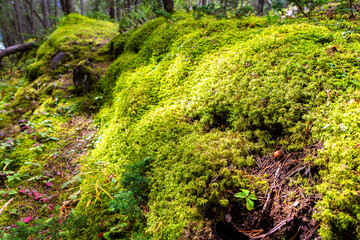 Beautiful green moss