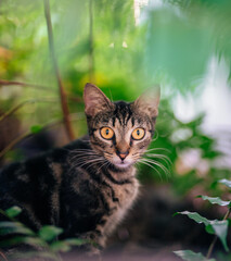 Naklejka na ściany i meble cat in the garden cute beautiful eyes nature pets 