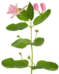 Flowers of Tatar honeysuckle, lat. Lonicera tatarica, isolated on white background