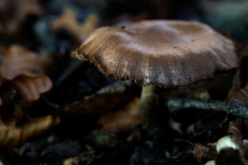 mushroom in the forest
