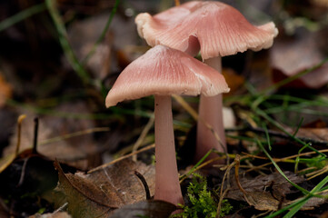 Pink Waxcap 